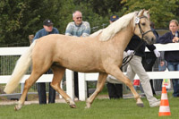 StPrSt. SEEHOF SUNFLOWER (Conne) v. Sydserff River Dance / Seafield Silver Rogue (Volker Dreschel, Neetzka).
